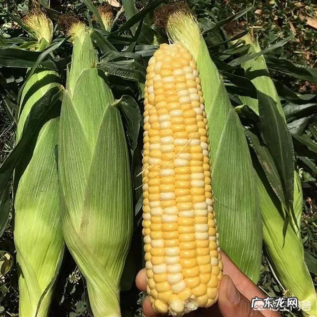 带甜粒的玉米对身体有害吗?