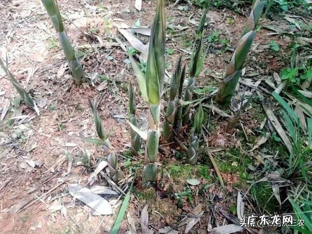 限制苦竹笋大小年以及笋径增大的措施有哪些