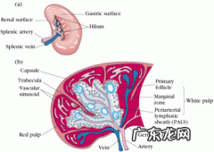 请问脾切除了，对身体有啥影响？
