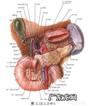 请问脾切除了,对身体有啥影响?