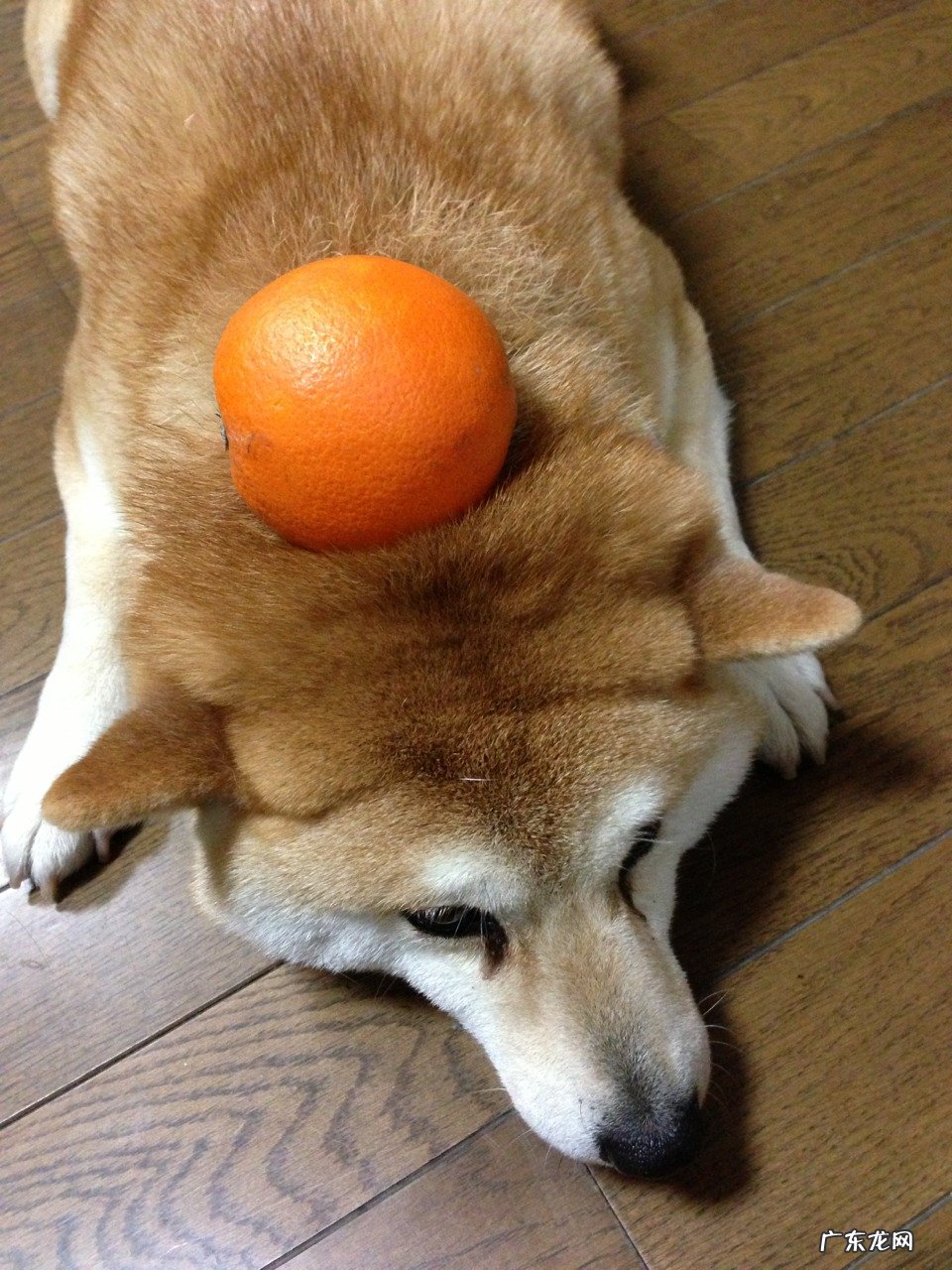 九个月身高体重标准是多少