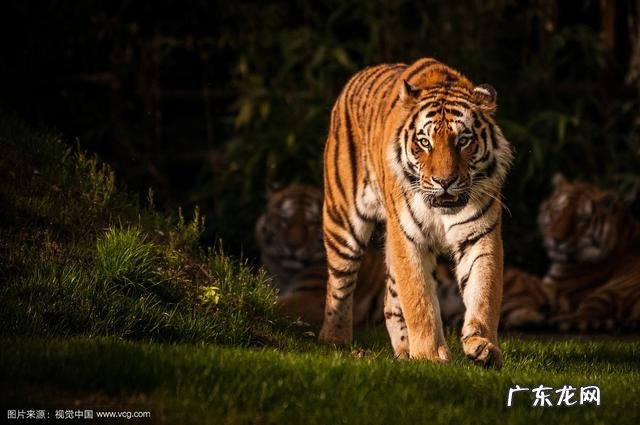 森蚺能打败一头成年老虎吗?