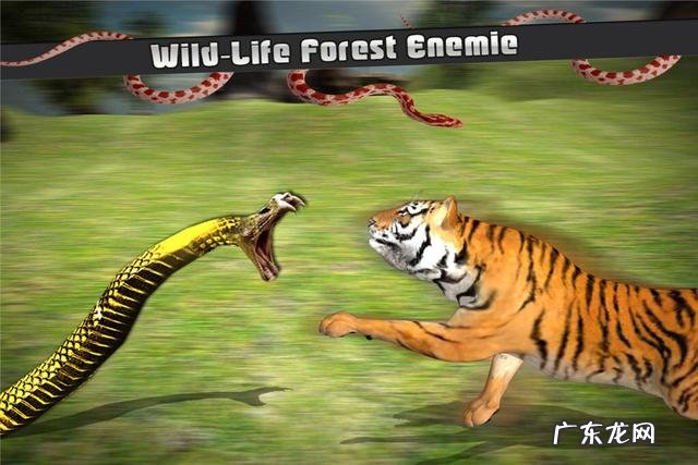 森蚺能打败一头成年老虎吗?