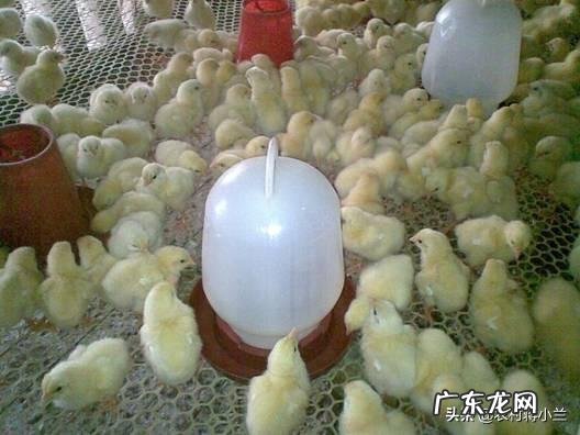 小鸡养殖的技术和方法是什么?