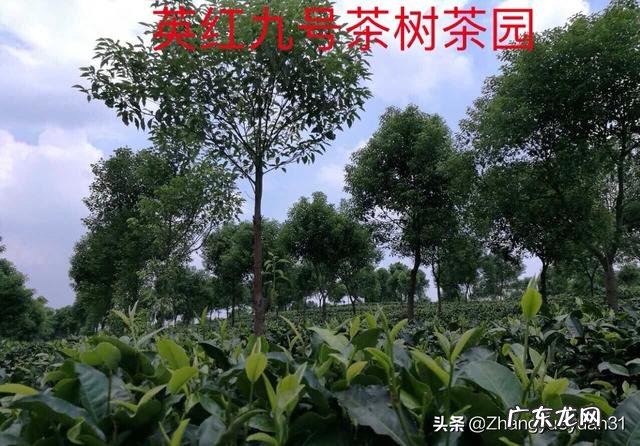 在广东,别人给你倒茶,为什么要敲三下桌面,有什么讲究吗?