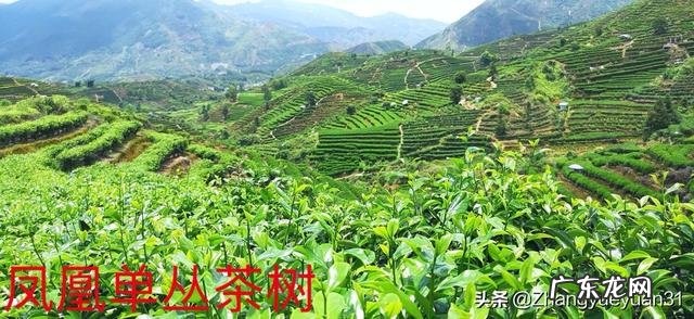 在广东,别人给你倒茶,为什么要敲三下桌面,有什么讲究吗?