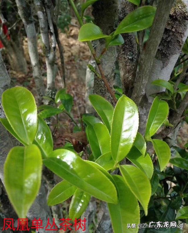 在广东,别人给你倒茶,为什么要敲三下桌面,有什么讲究吗?