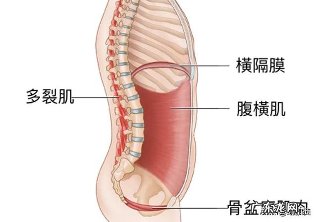 腹压大会对盆底肌造成伤害吗