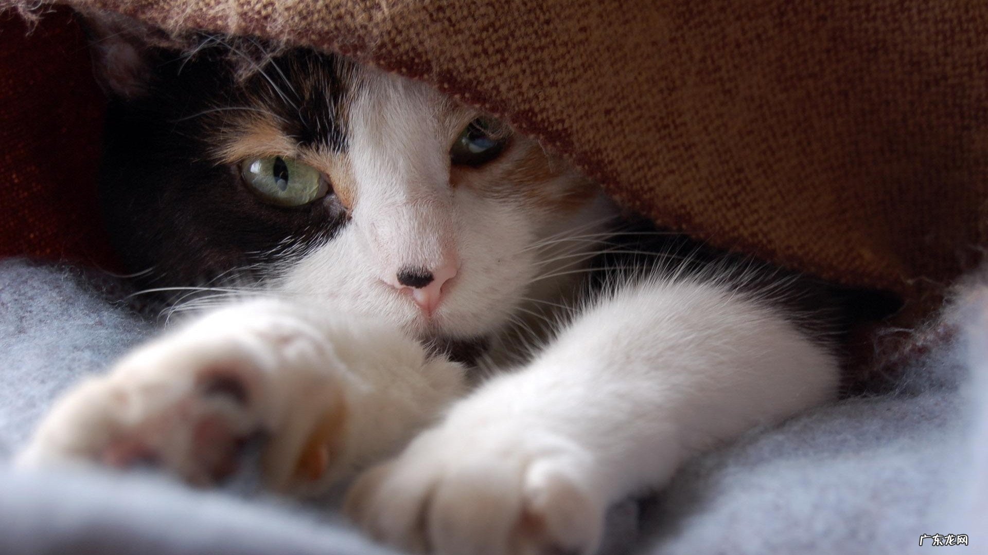 正常儿童身高体重对照表是什么?