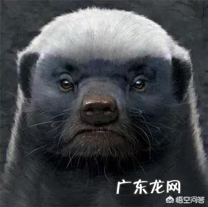 如果“平头哥”和比特犬打起来,谁能赢?