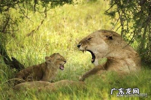 如果“平头哥”和比特犬打起来,谁能赢?