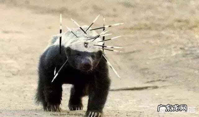 如果“平头哥”和比特犬打起来,谁能赢?