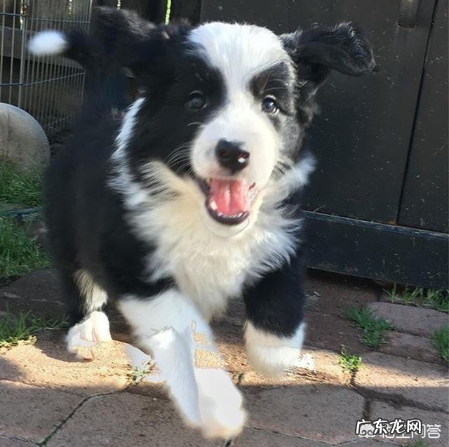 边牧的智商可以高到什么程度?