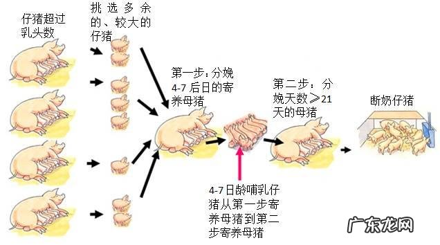 一头母猪一生最多可以繁殖多少头小猪呢?有人知道吗?