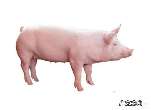 一头母猪一生最多可以繁殖多少头小猪呢?有人知道吗?