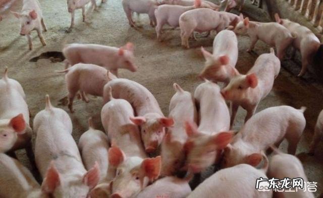 一头母猪一生最多可以繁殖多少头小猪呢?有人知道吗?