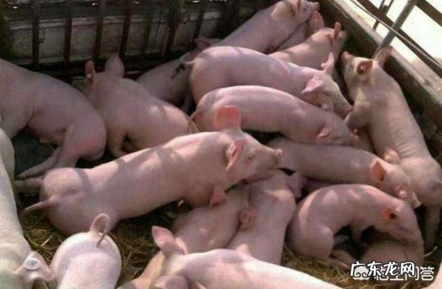 一头母猪一生最多可以繁殖多少头小猪呢?有人知道吗?