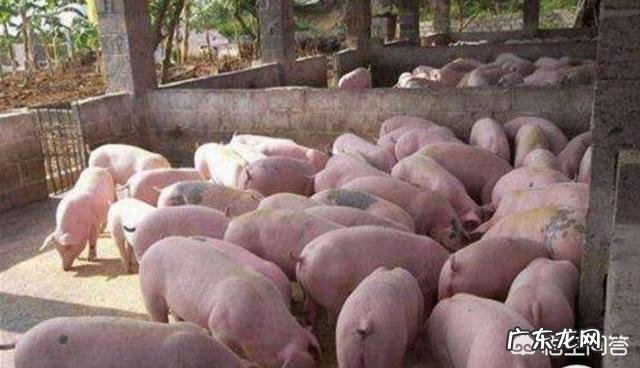 一头母猪一生最多可以繁殖多少头小猪呢?有人知道吗?