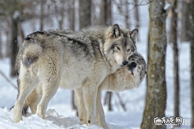 为什么男生普遍比女生高?
