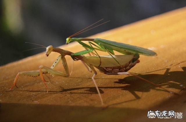 为什么男生普遍比女生高?
