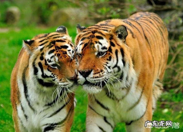 为什么男生普遍比女生高?