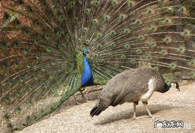 为什么男生普遍比女生高?