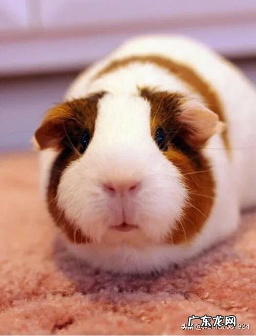 荷兰猪饮食有什么讲究,食量有多大,可以喂胡萝卜吗?