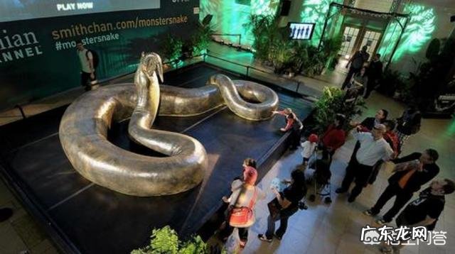 鬣狗厉害还是蜜獾更厉害?