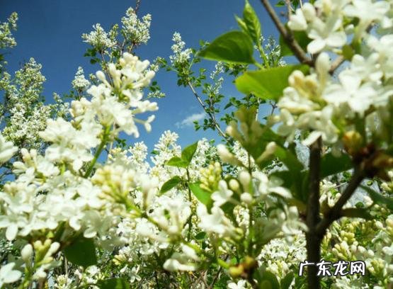 怎么样的胃炎适合喝丁香茶