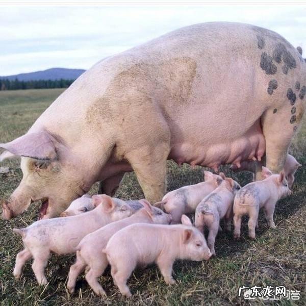 仔猪出生后多长时间可以断奶？断奶后该如何对日粮进行配比？