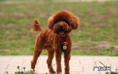 泰迪标准体重是多少斤？泰迪太瘦了怎么办？