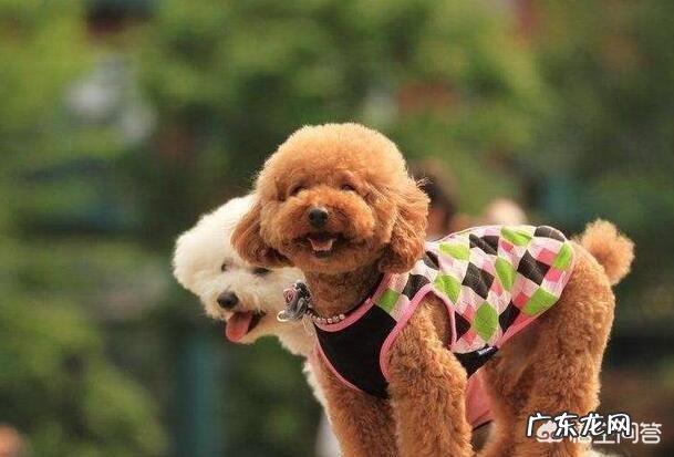 泰迪标准体重是多少斤?泰迪太瘦了怎么办?