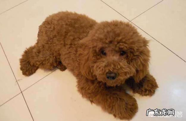 泰迪标准体重是多少斤?泰迪太瘦了怎么办?