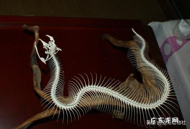 农村老人说的“过山风”是什么蛇?和五步蛇相比,哪种蛇更厉害?