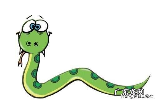 农村老人说的“过山风”是什么蛇?和五步蛇相比,哪种蛇更厉害?