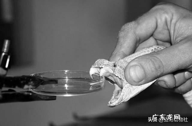 农村老人说的“过山风”是什么蛇?和五步蛇相比,哪种蛇更厉害?