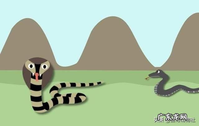 农村老人说的“过山风”是什么蛇?和五步蛇相比,哪种蛇更厉害?