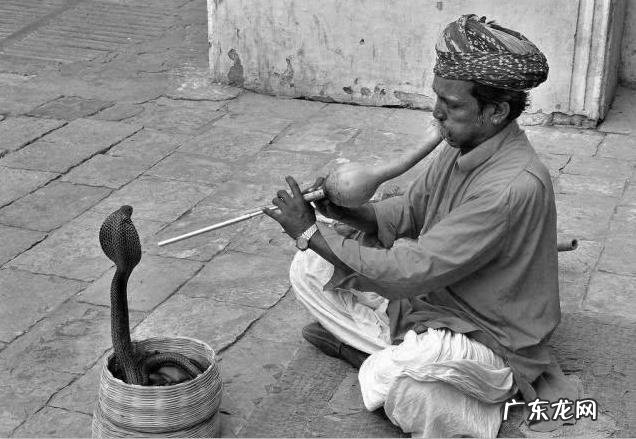 农村老人说的“过山风”是什么蛇?和五步蛇相比,哪种蛇更厉害?