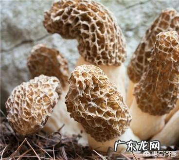 减脂时吃一些蘑菇这样的菌类能够帮助减脂吗