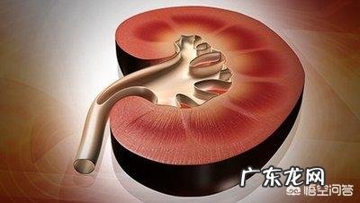 哪些家庭常备药会损伤肝肾日常如何养护肝肾健康