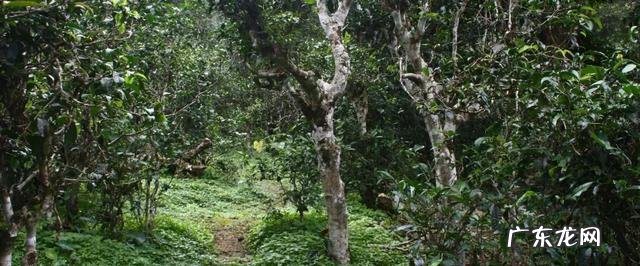 喝黑茶的好处是什么比较好的黑茶品牌有哪些呢