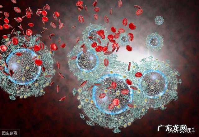 白细胞低会对人体有哪些影响