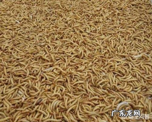 微生物菌肥到底有什么作用种植过程中得了根腐病可以用菌肥吗