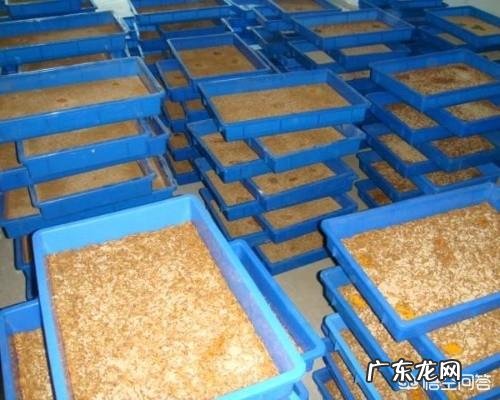 微生物菌肥到底有什么作用种植过程中得了根腐病可以用菌肥吗