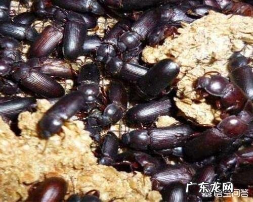 微生物菌肥到底有什么作用种植过程中得了根腐病可以用菌肥吗