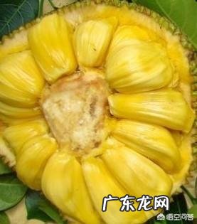 菠萝与菠萝蜜多吃会不会引起湿热