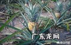 菠萝与菠萝蜜多吃会不会引起湿热