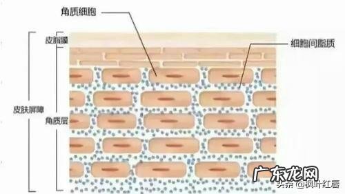 油皮+痘痘肌+敏感怎么护肤呢有什么好的护肤品推荐