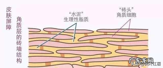 油皮+痘痘肌+敏感怎么护肤呢有什么好的护肤品推荐