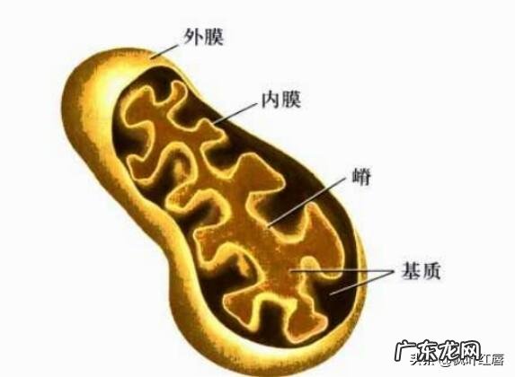 油皮+痘痘肌+敏感怎么护肤呢有什么好的护肤品推荐